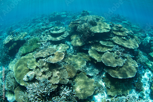 Bild auf Leinwand Healthy table corals compete for space to grow on a reef in Palau's southern lagoon