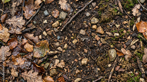 A close-up view of a forest floor covered in fallen leaves, twigs, and pebbles, showcasing the intricate textures of nature