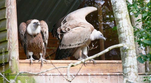 Bild auf Leinwand Couple de vautour fauve au Parc Argonne Découverte à Olizy-Primat dans les Arden