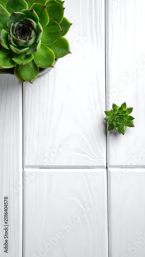 A succulent plant on a white wooden surface