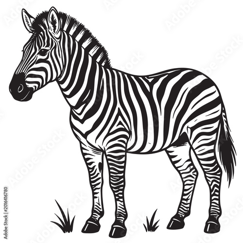 Photography Black and white zebra, standing zebra illustration, monochrome animal design, wi