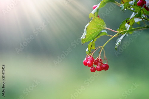 Fotografía Cluster of red viburnum berries with dew drops on branch with leaves against sun
