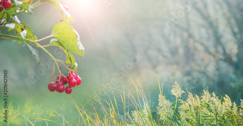 Schilderij op canvas Cluster of red viburnum berries on branch on left of wide format shot with sunbe