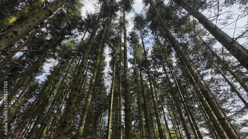 Low-angle tracking shot through a sunlit pine forest, moving past tall tree trunks and lush green grass on a bright spring day with sunlight filtering through branches.