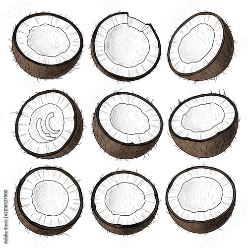 Set of fresh coconut half pieces hand drawn sketch illustration