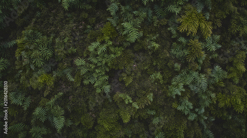 Lush green moss wall texture with small ferns