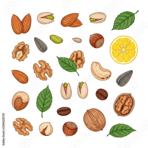 Set of assorted healthy organic nuts and seeds hand drawn illustration