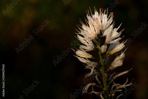 Cuadro en lienzo Macro shot of white Asphodelus flower with orange anthers on dark background