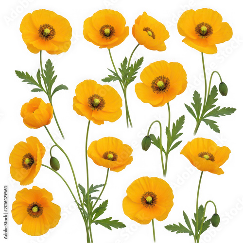 A group of yellow flowers with green stems and leaves