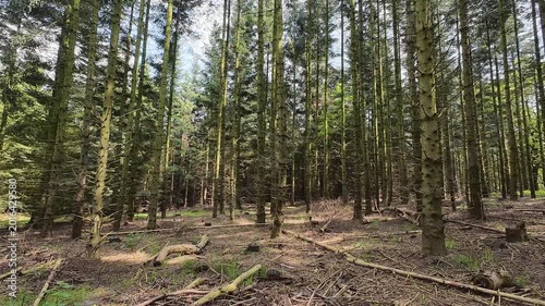 Low-angle tracking shot through a sunlit pine forest, moving past tall tree trunks and lush green grass on a bright spring day with sunlight filtering through branches.