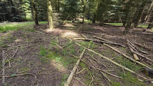 Low-angle tracking shot through a sunlit pine forest, moving past tall tree trunks and lush green grass on a bright spring day with sunlight filtering through branches.