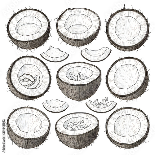 Hand drawn coconut halves and slices collection sketch
