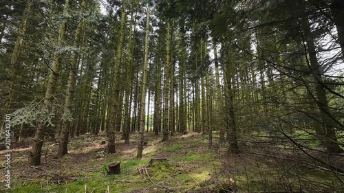 Low-angle tracking shot through a sunlit pine forest, moving past tall tree trunks and lush green grass on a bright spring day with sunlight filtering through branches.