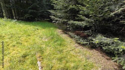 Low-angle tracking shot through a sunlit pine forest, moving past tall tree trunks and lush green grass on a bright spring day with sunlight filtering through branches.