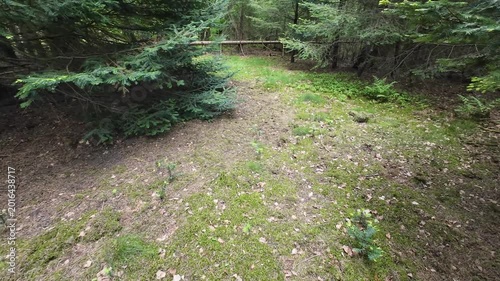 Low-angle tracking shot through a sunlit pine forest, moving past tall tree trunks and lush green grass on a bright spring day with sunlight filtering through branches.