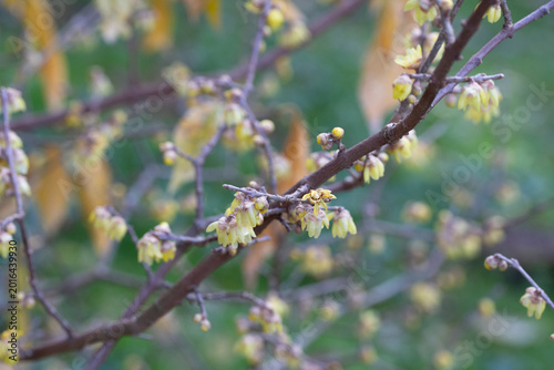 Chimonanthus praecox blooming in the park. A delicate yellow flower on a branch blooms in winter, close-up.