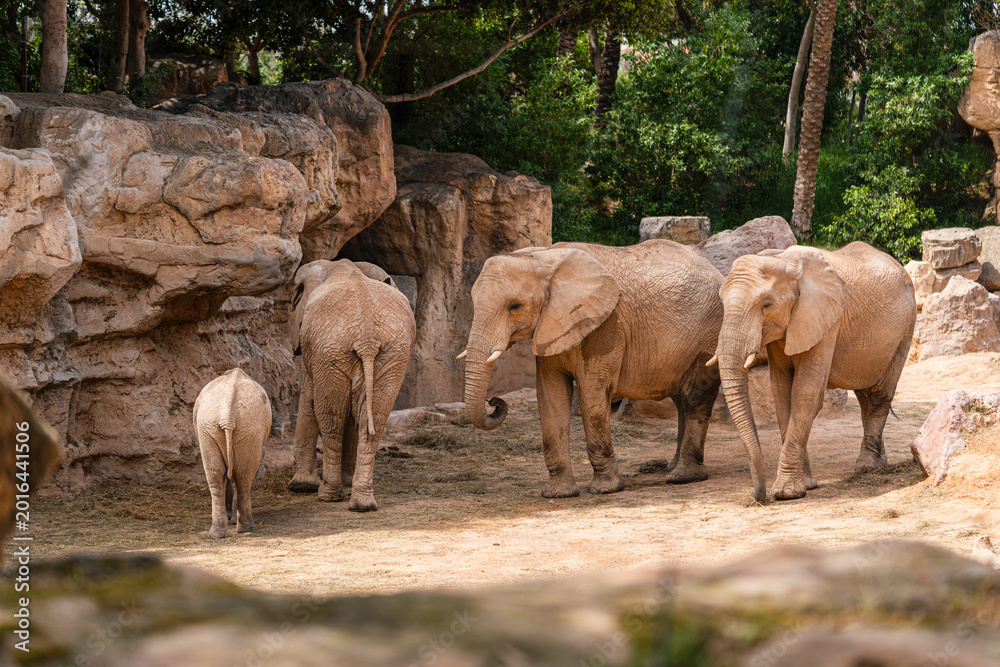 Fototapeta premium Group of African elephants, including a calf, interact and feed in a sunlit enclosure surrounded by large rocks and trees.