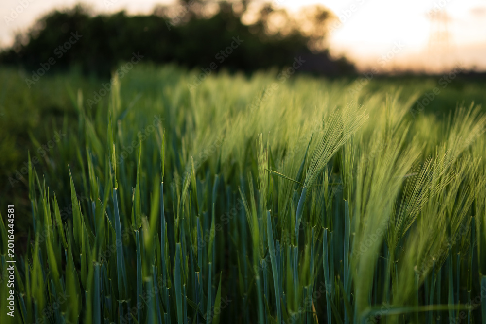 Obraz premium Close-up of green barley field at sunset. Beautiful soft golden light illuminating young grain ears in South Moravia. Dreamy rural landscape with blurred background and peaceful atmosphere.