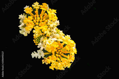 top view, closeup, macro of, two flower bud with yellow stigmas, beginning to open, with a black background, under studio strobe lighting