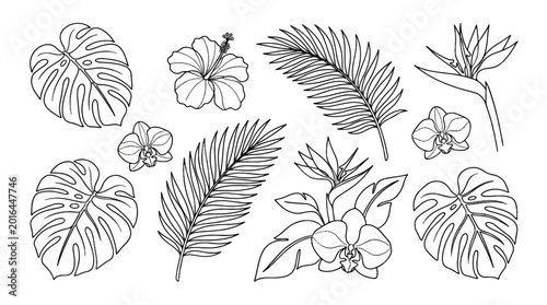 Tropical Palm Leaves and Hibiscus Flowers Vector Line Art Set