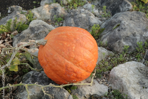 Calabaza