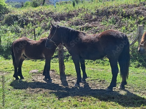 Caballo