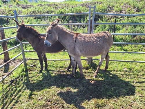 Burros