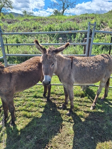 Burros