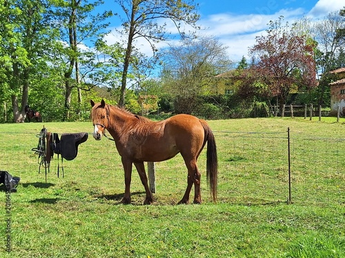 Caballo
