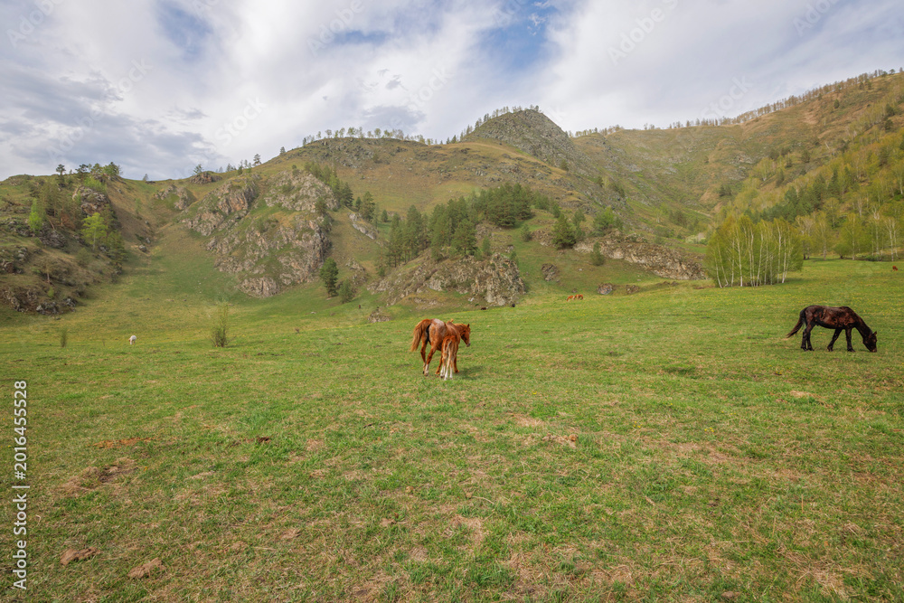 Fototapeta premium horses in the mountains of Altai, Russia