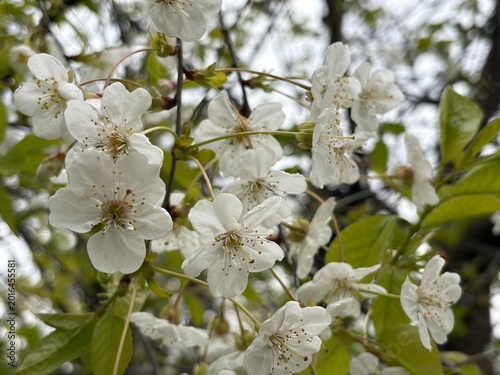 Cherry Blossoms in Full Bloom