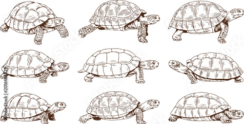 Foto vector illustration of turtle