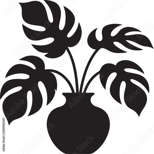 Monstera Plant in Black Vase Isolated on White