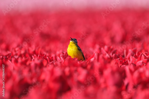 Canvas Print Western yellow wagtail bird sitting on a tulip in a blooming field