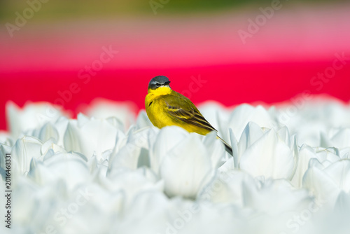 Billede på lærred Western yellow wagtail bird sitting on a tulip in a blooming field