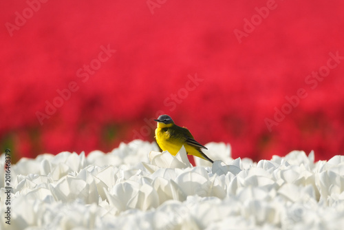 Foto Western yellow wagtail bird sitting on a tulip in a blooming field