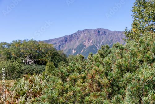 Scenic view of Uzon Volcano caldera with mountain ridge, dwarf pine and tundra vegetation under clear blue sky in Kamchatka Krai, Russia, remote volcanic wilderness