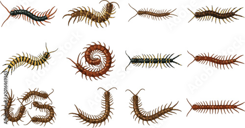 Foto Comprehensive Centipede Species Vector Set Featuring Realistic Invertebrates for