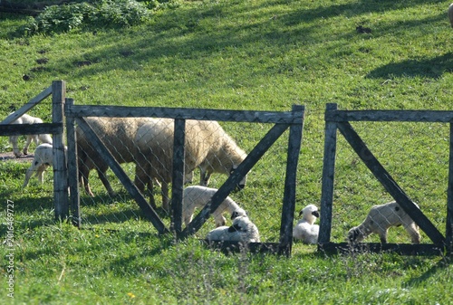 Bilde på lerret sheep let out to graze in the yard