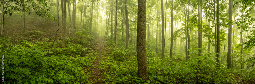 Fototapeta premium Panorama Of Narrow Trail Cutting Through Foggy Forest In New River Gorge