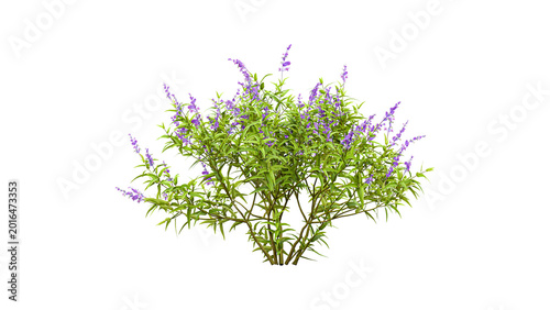 Photos Full blooming ornamental bush with many small purple flowers and abundant green leaves cutout