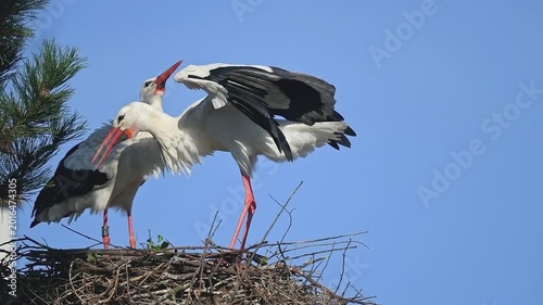 Pair of white storks (ciconia ciconia) building their nest in spring. Slow motion.