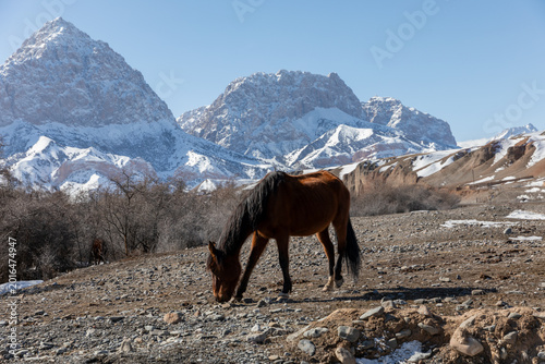 Foto A brown horse grazes on rocky ground in a remote mountain valley with snow-cover