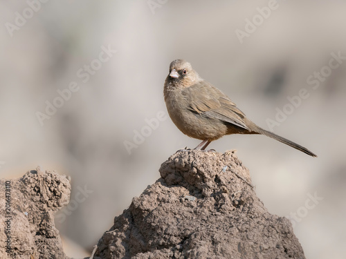 Foto Abert's Towhee Perched on a Rock