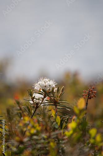 Plants on the ground in the forested wilderness island in lake Inari, Lapland, Finland in summer