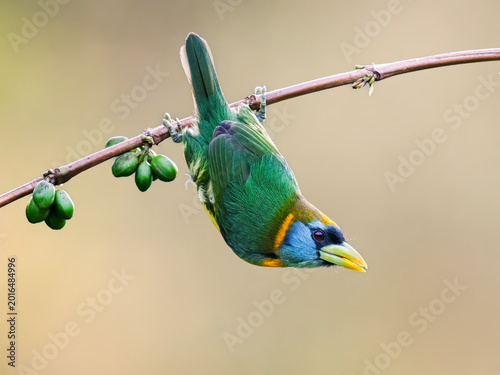 Foto Colorful Red-headed Barbet Hanging Upside Down on Branch in Colombia