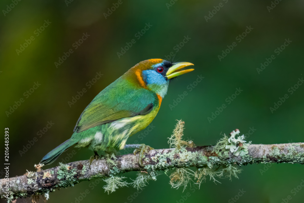 Fototapeta premium Colorful female Red-headed Barbet perched on mossy branch in Colombian forest
