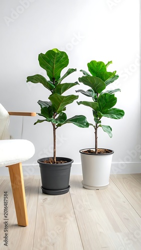 A serene indoor setting with two potted plants and a chair