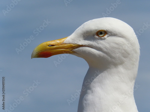Quadro su tela Portrait of a seagull in Brittany. Zoom in on the head