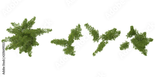 Collection of Bambusa plants on transparent background from the top view